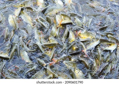 Freshwater Ecosystem, Large Swarm Of Fish On Blue Background, Live Abstract Fish. Fish On The Water Surface