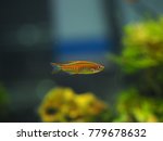 Freshwater fish in aquarium ,Glowlight Danio