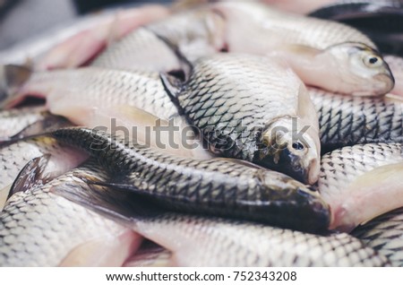 freshwater fish Barbonymus gonionotus Fishes of mass product from fresh market for food industries
