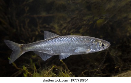 Freshwater fish Bleak (Alburnus alburnus)  - Shutterstock ID 1977910964