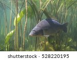 Freshwater fish carp (Cyprinus carpio) in the beautiful clean pound. Underwater shot in the lake. Wild life animal. Carp in the nature habitat with nice background with water lily.
