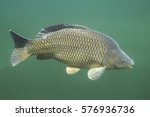 Freshwater fish carp (cyprinus carpio) in the beautiful clean pound. Underwater shot in the lake. Wild life animal. Carp in the nature habitat with green background.