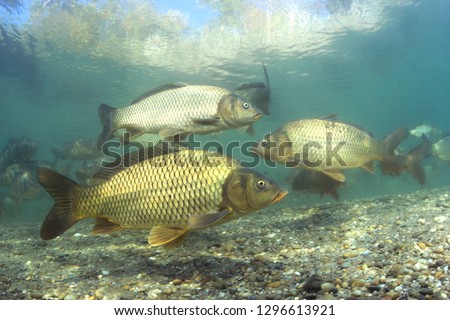 Freshwater fish carp (Cyprinus carpio) in the beautiful clean pound.Group of carps swimming in the clear water. Underwater photography in the lake. Wild life animal. Carp in the nature habitat.