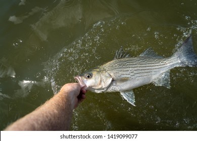 Freshwater fish caught in Texas