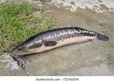 57 Giant mudfish Images, Stock Photos & Vectors | Shutterstock