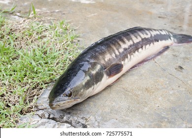 57 Giant mudfish Images, Stock Photos & Vectors | Shutterstock