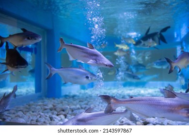 Freshwater Fish Chao Phraya River Thailand Stock Photo 2143597867 ...