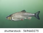 Freshwater fish Chub (Leuciscus cephalus) in the beautiful clean river. Underwater shot with green bacground. Wild life animal. 
