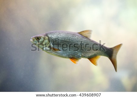 Freshwater fish Common Roach