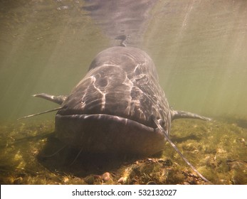 Wels Catfish High Res Stock Images Shutterstock