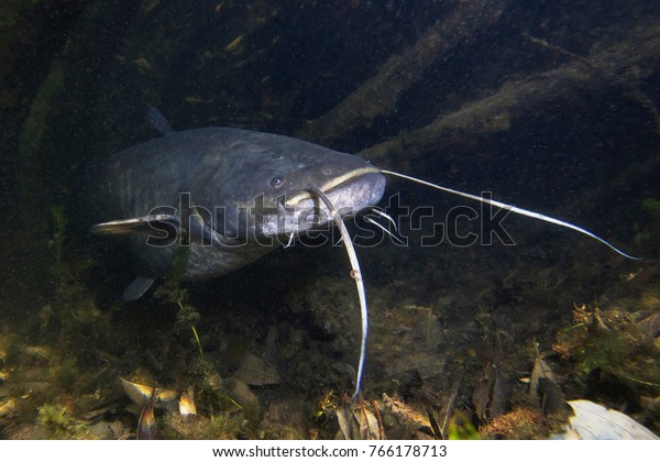 美しいきれいな川の中に 淡水魚のヨーロッパナマズ シロルス グラニス ナマズの水中撮影 野生の生き物 自然の生息地にすてきな背景にナマズ 湖に住む の写真素材 今すぐ編集