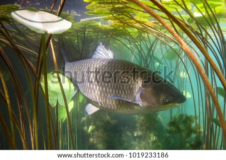 Freshwater fish grass carp (Ctenopharyngodon idella) in the beautiful clean pound. Underwater shoot. Wild life animal carp. Grasskarpfen in the nature habitat with nice backgroundand water lily.