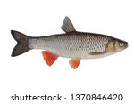 Freshwater fish isolated on white background closeup. Simply chub, European or common chub is a fish in the carp family Cyprinidae, type species: Squalius cephalus.