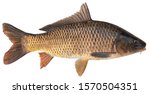  Freshwater fish isolated on white background closeup. The common carp  is a  fish in the carp family Cyprinidae, type species: Cyprinus carpio 