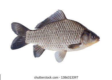 Freshwater fish isolated on white background closeup. The Prussian carp, silver Prussian carp or Gibel carp  is a fish in the carp family Cyprinidae, type species: Carassius carassius.