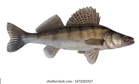 Freshwater fish isolated on white background closeup . This fish  known as the  zander or Pike perch is a predatory species of perch, type species: Sander lucioperca.