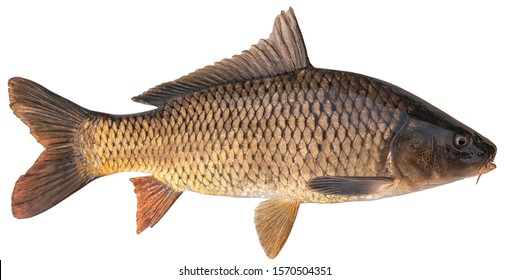  Freshwater fish isolated on white background closeup. The common carp  is a  fish in the carp family Cyprinidae, type species: Cyprinus carpio 