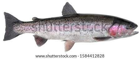 Freshwater fish isolated on white background closeup. The  rainbow trout or the steelhead  is a  fish in the family salmonid, type species: Oncorhynchus mykiss.
