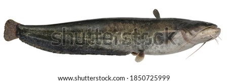 Freshwater fish isolated on white background closeup. The wels catfish also called sheatfish  is a fish in the catfish  family 	Siluridae, type species: Silurus glanis