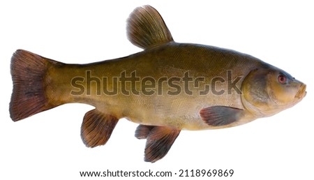 Freshwater fish isolated on white background closeup. The tench or doctor fish  is a  fish in the carp family Cyprinidae, type species: Tinca tinca