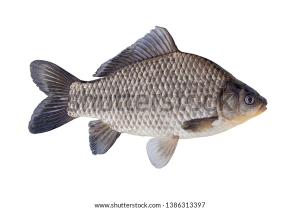 白い背景に淡水魚の接写 プロシアンコイ 銀色のプロシアンコイ ギベルコイはコイ科の魚で 次の種類の種類がある カラシウス カラシウス の写真素材 今すぐ編集