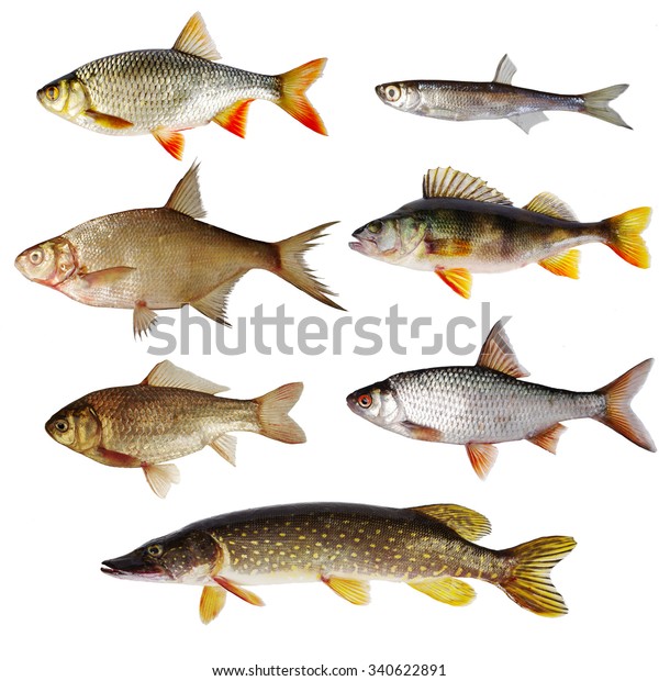 Freshwater Fish Isolated On White Stock Photo 340622891 | Shutterstock