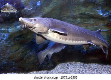 Sturgeon Huso Images Stock Photos Vectors Shutterstock