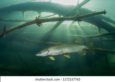 Freshwater fish Northern pike (Esox lucius) in the beautiful clean pound. Underwater shot with nice bacground and natural light. Wild life animal. Underwater world. - Powered by Shutterstock
