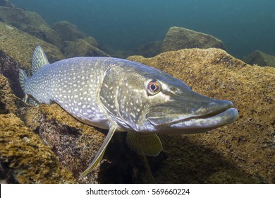 Freshwater fish Northern pike (Esox lucius) in the beautiful clean pound. Underwater shot with nice bacground and natural light. Wild life animal.  - Powered by Shutterstock