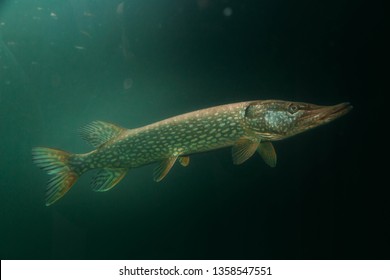 Freshwater Fish Pike Perch (Sander Lucioperca) In The Beautiful Clean Pound. Underwater Shot In The Lake. Wild Life Animal. Pike Perch In The Nature Habitat With Nice Background. Live In The Lake.