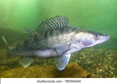 132,984 Fishing Freshwater Fish Images, Stock Photos & Vectors 