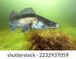Freshwater fish Pikeperch (Sander lucioperca) in the beautiful clean pound. Underwater shot of the Zander. Wildlife animal. Pike perch in the nature habitat with nice background. 