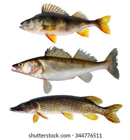 Freshwater fish. Predators. Isolated on white