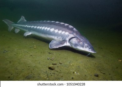 Freshwater fish Russian sturgeon, acipenser gueldenstaedti in the beautiful clean river. Underwater photography of swimming sturgeon in the nature. Wild life animal. River habitat, nice background. 