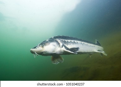 Freshwater fish Russian sturgeon, acipenser gueldenstaedti in the beautiful clean river. Underwater photography of swimming sturgeon in the nature. Wild life animal. River habitat, nice background. 