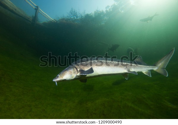 Freshwater Fish Russian Sturgeon Acipenser Gueldenstaedti Stock Photo ...