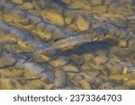 Freshwater fish Squalius cephalus aka european chub is swimming in his habitat in lake Kacabaja in Czech republic. Early autumn.