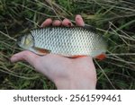 Freshwater fish Squalius cephalus aka european chub. Chub caught on rod in river in Czech republic, Catch and release 