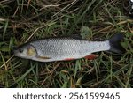 Freshwater fish Squalius cephalus aka european chub. Chub caught on rod in river in Czech republic, Catch and release 