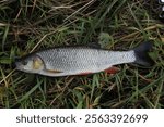 Freshwater fish Squalius cephalus aka european chub. Chub caught on rod in river in Czech republic, Catch and release 