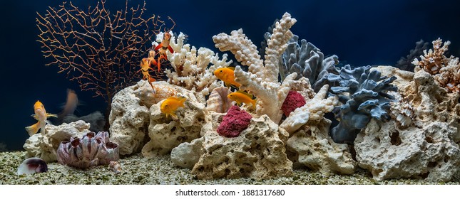 Freshwater fish tank designed in pseudo-sea style. Aqua scape and aqua design. - Shutterstock ID 1881317680