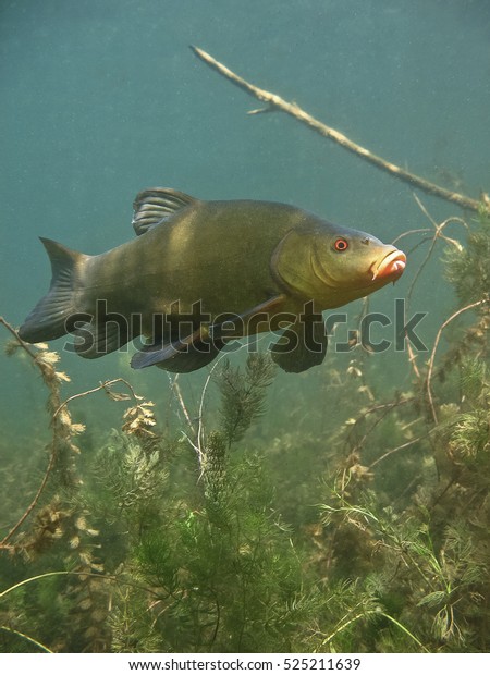 Freshwater fish Tench (tinca tinca) in the\
beautiful clean pound. Underwater shot in the lake. Wild life\
animal called Doctor fish. Tench in the nature habitat with green\
background. Live in the\
lake.