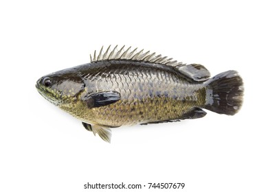 Freshwater Fish In Thailand Is Tasty. Be Named Climbing Perch Or Climbing Gourami. As A Raw Material At Can Be Cooked And Processed A Variety In Thai Food Menu. Isolated On White Background. 