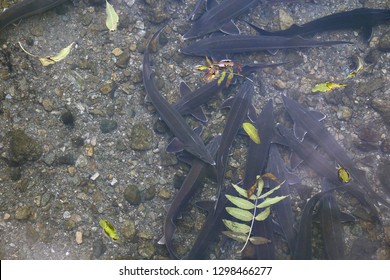 Freshwater Fishes Sturgeon ( Sterlet, Acipenser Ruthenus ) In Clear Water With Shallow Rock And Fall Leaves. Top View