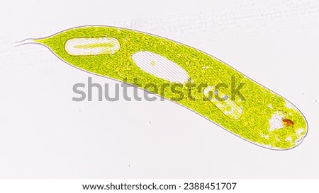 Freshwater flagellates, Lepocinclis oxyuris (Basionym: Euglena oxyuris). Live cell. 1480x magnification. Selective focus image