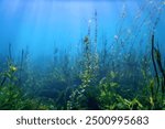 Freshwater Flora, Underwater Freshwater Landscape, Underwater Flora