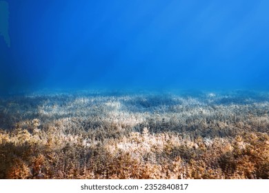 Freshwater Flora, Underwater Freshwater Landscape, Underwater Flora