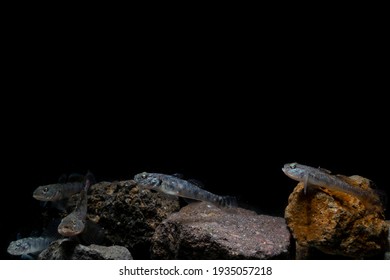 Freshwater Goby fish on rock underwater. Soft focus macro photography