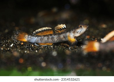freshwater Goby from North Vietnam and South China border