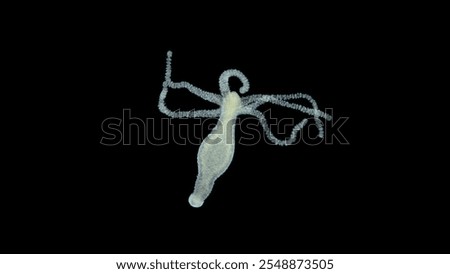 Freshwater Hydra under microscope, class Hydrozoa. Predator, feeds on small crustaceans, worms-Oligochaeta, capturing them with tentacles with stinging cells. Volga River